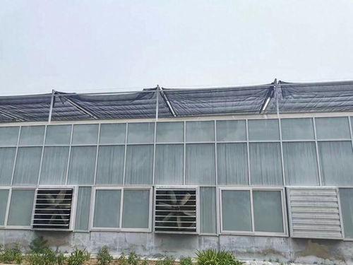 北京连日高温,热带植物竟最怕热 如何防暑大揭秘